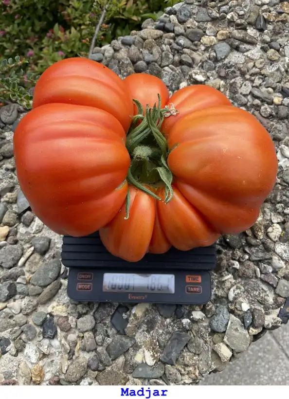 Tomaten: Madjar