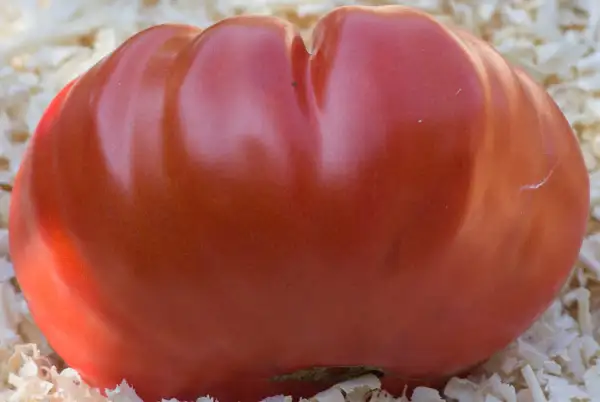 Tomaten: Madjar