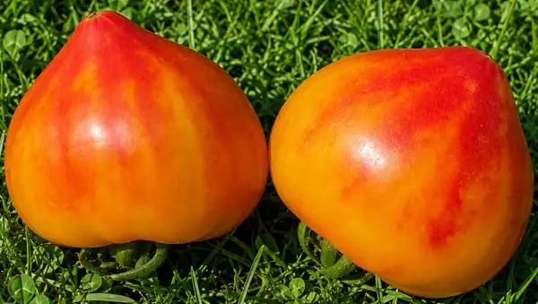 Tomaten: Madrid