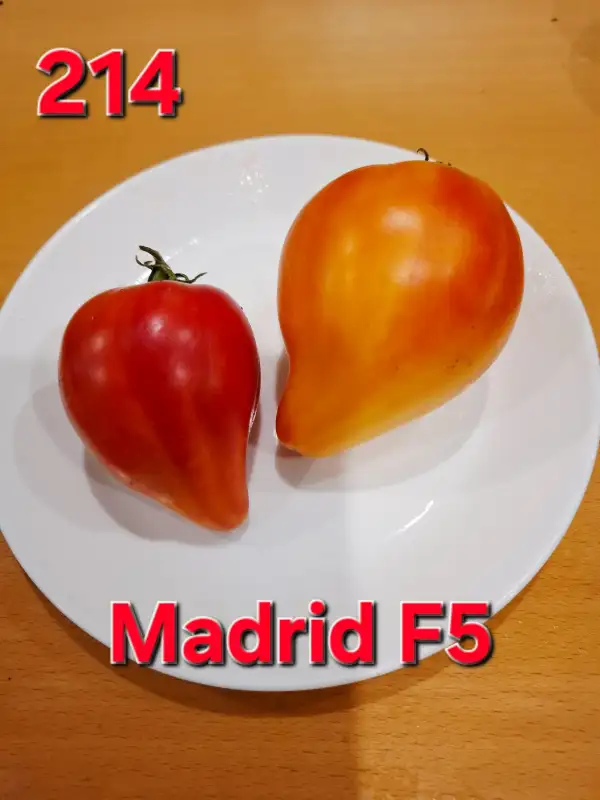 Tomaten: Madrid F5