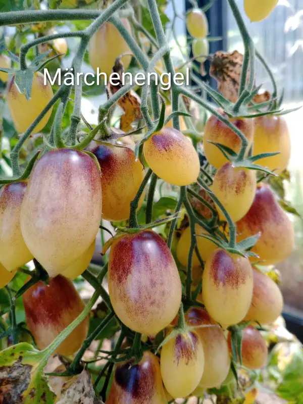 Tomaten: Maerchenengel