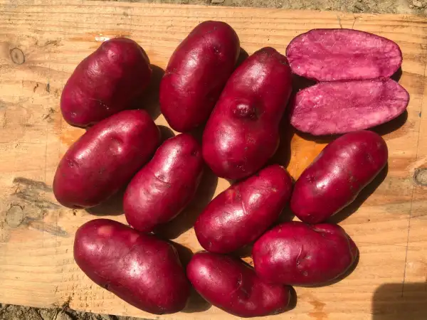 Kartoffeln: Magenta Love
