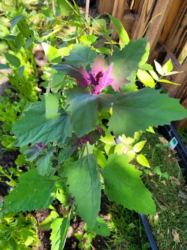 andere Gemüse: Magenta-Spinat – Ein Farbtupfer aus der Natur