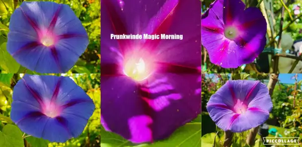 Blumen: Magic Morning  - Prunkwinde