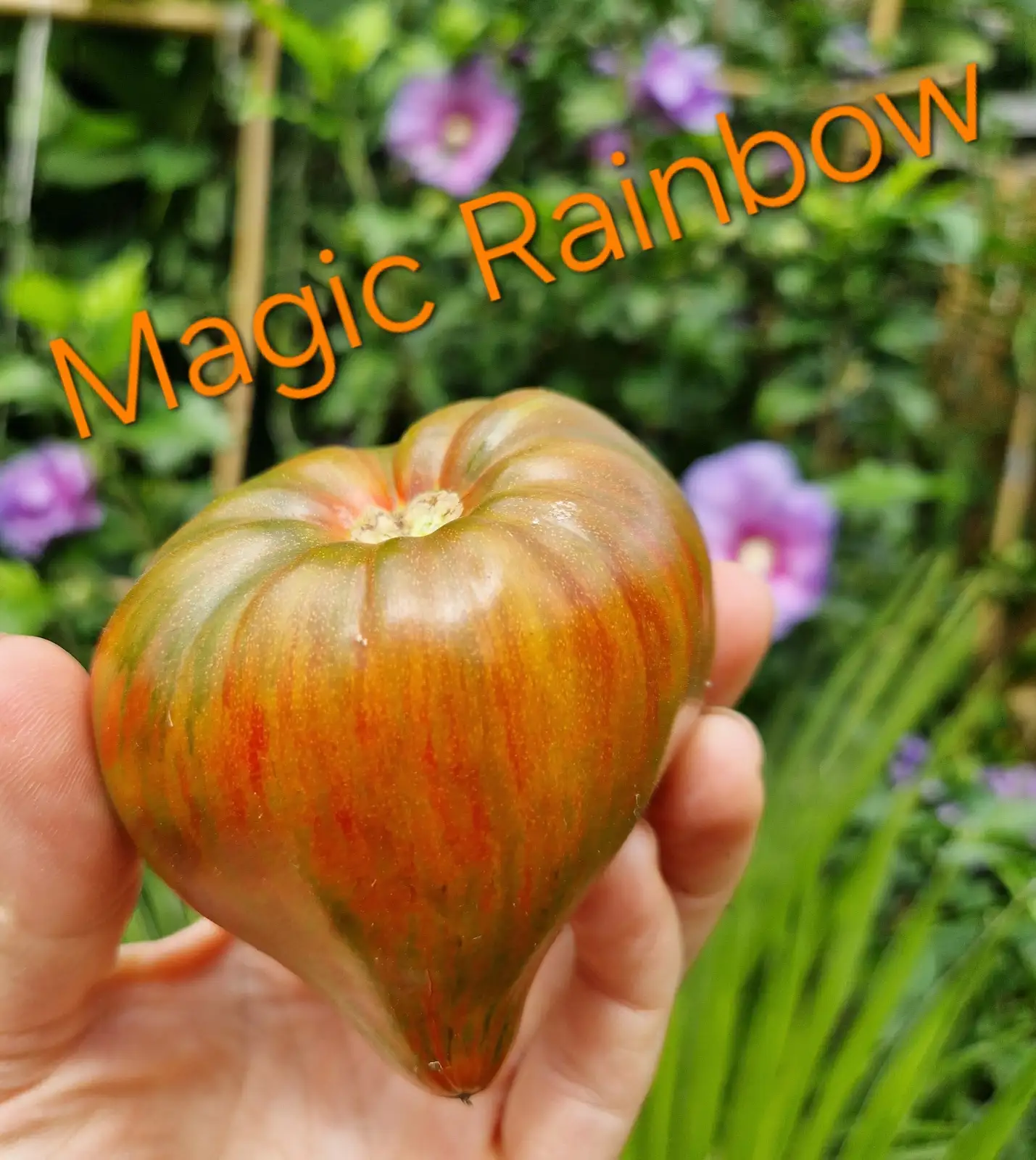 Tomaten: Magic Rainbow