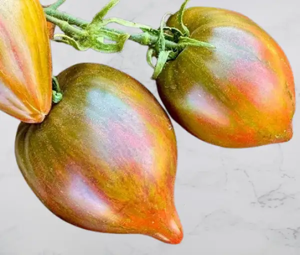 Tomaten: Magic Rainbow