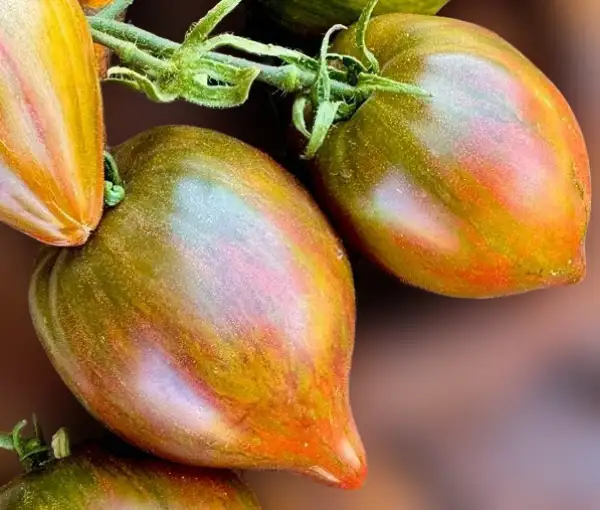 Tomaten: Magic Rainbow
