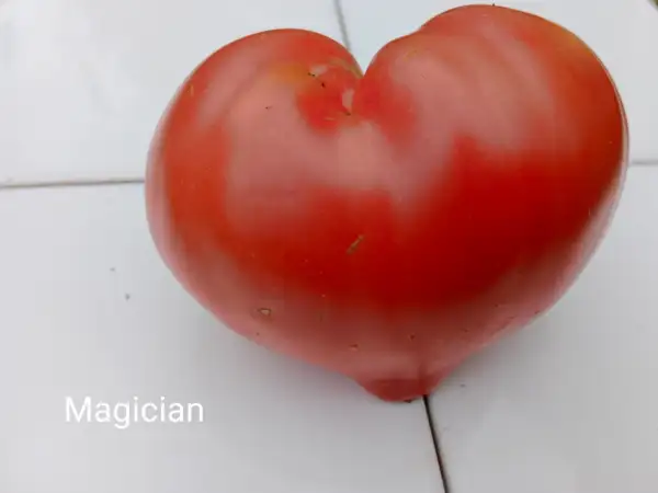 Tomaten: Magician