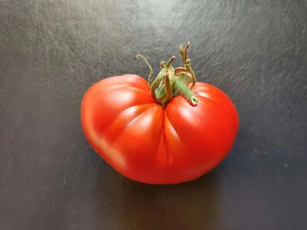 Tomaten: Magiqo