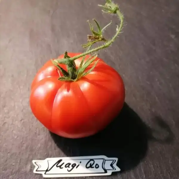 Tomaten: Magiquo