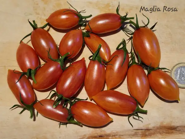 Tomaten: Maglia Rosa