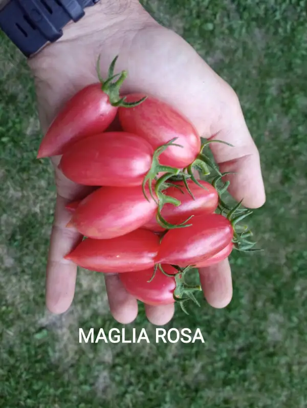 Tomaten: Maglia Rosa (Busch)