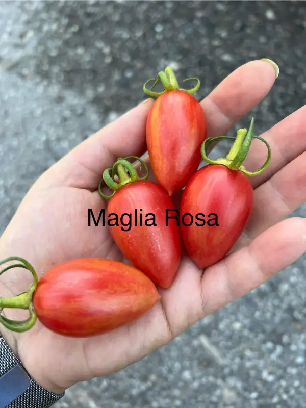 Tomaten: Maglia Rose