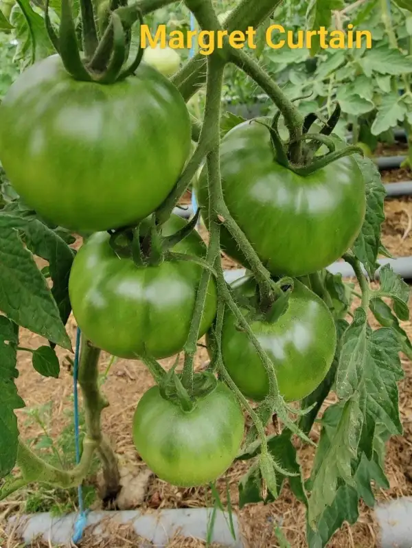 Tomaten: Magret Curtain