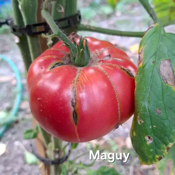 Tomaten: Maguy