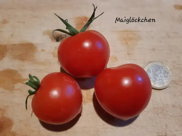 Tomaten: Maiglöckchen