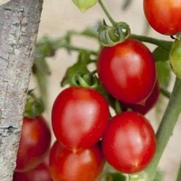 Tomaten: Maiglöckchen