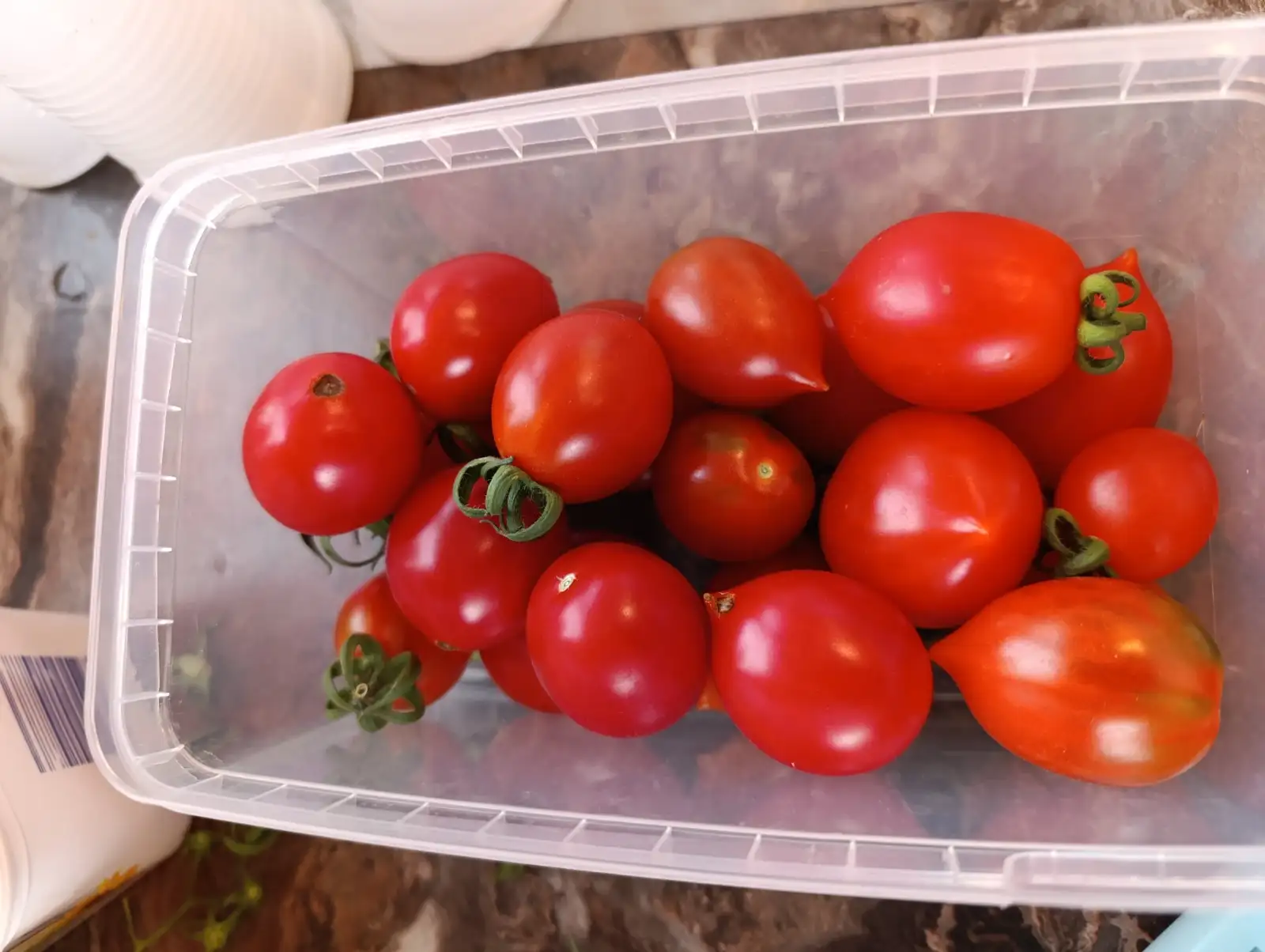 Tomaten: Maiglöckchen