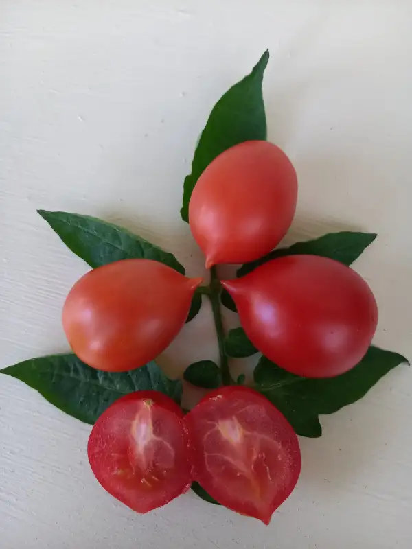 Tomaten: Maiglöckchen