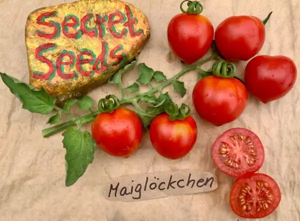 Tomaten: Maiglöckchen