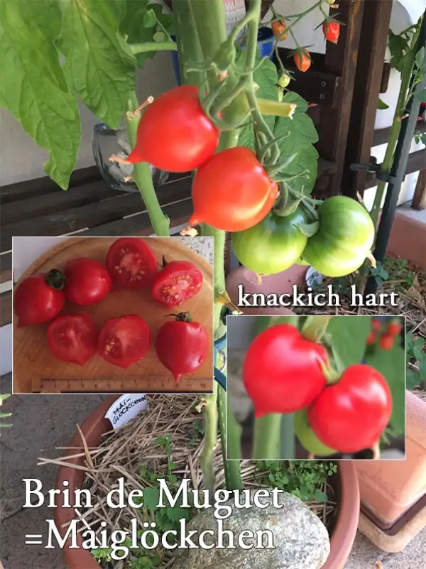 Tomaten: Maiglöckchen