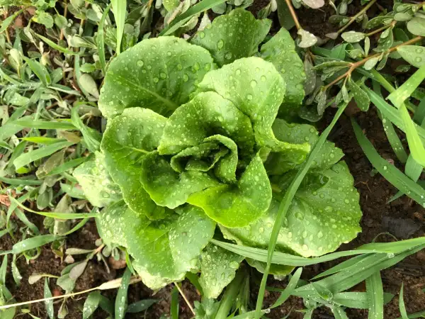 Salate: Maimó de la Torre del Notari