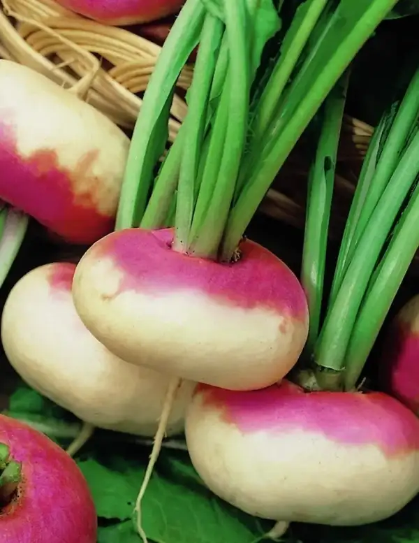 andere Gemüse: Mairüben "Runde Weiße Rotköpfige"