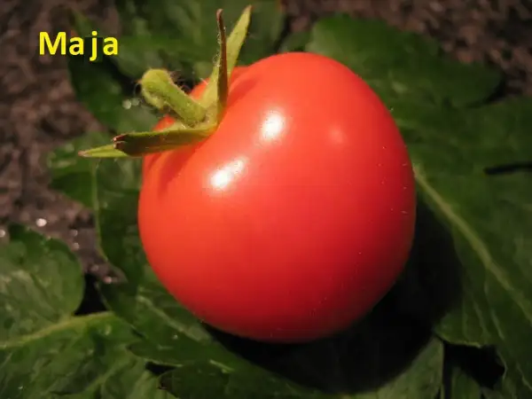 Tomaten: Maja