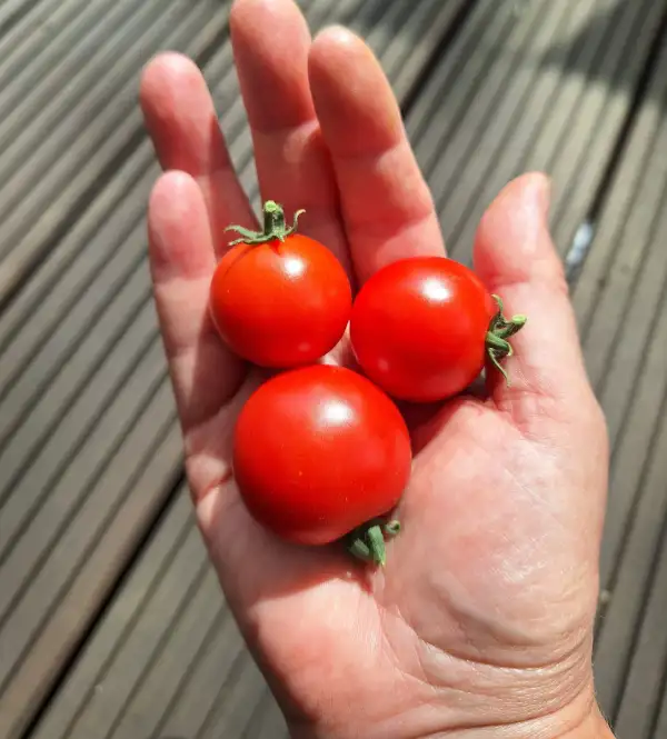Tomaten: Maja