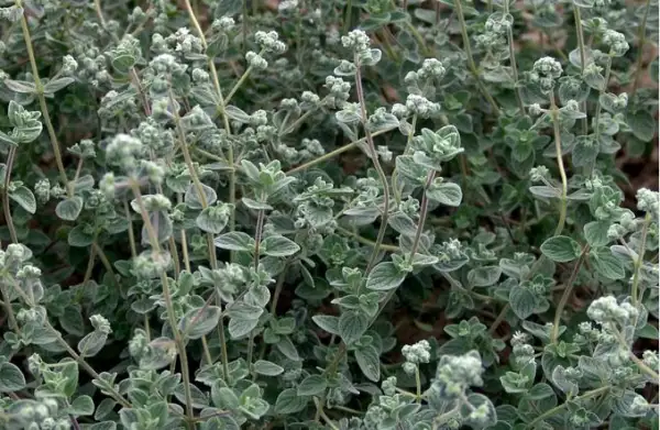 Kräuter: Majoran (Origanum majorana)