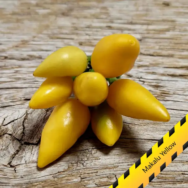 Chili: Makalu Yellow