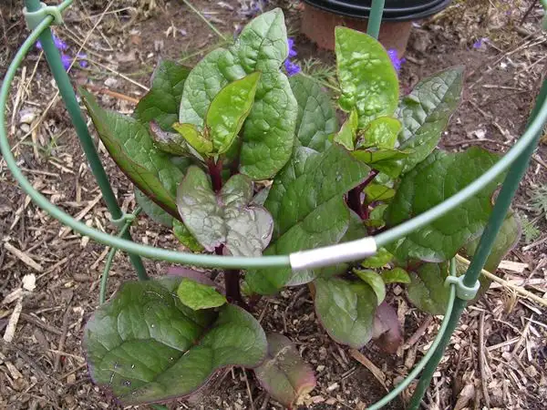 andere Gemüse: Malabarspinat