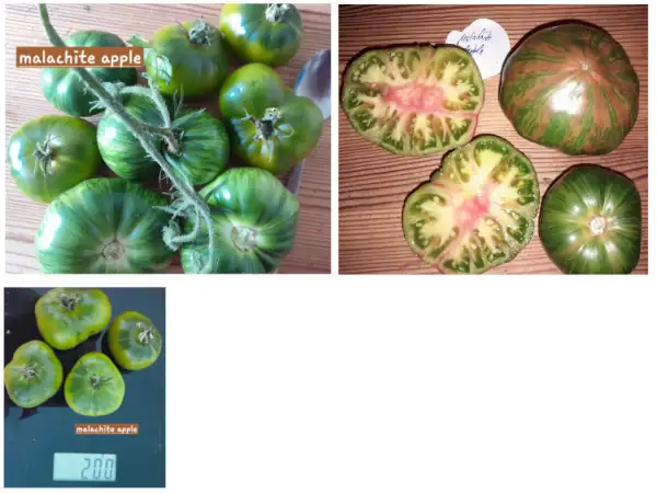 Tomaten: Malachite Apple