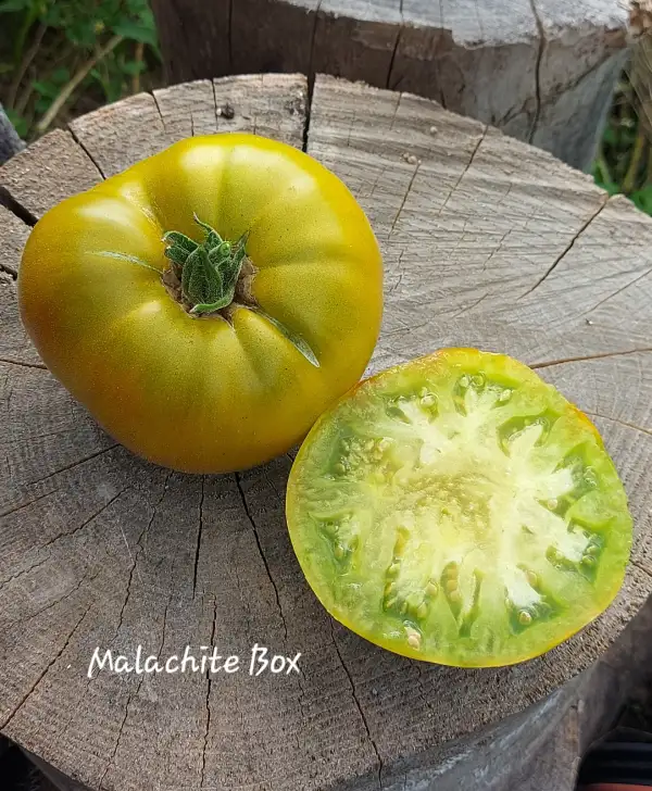 Tomaten: Malachite Box
