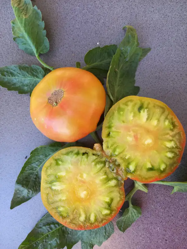 Tomaten: Malachitovaja Schkatulka