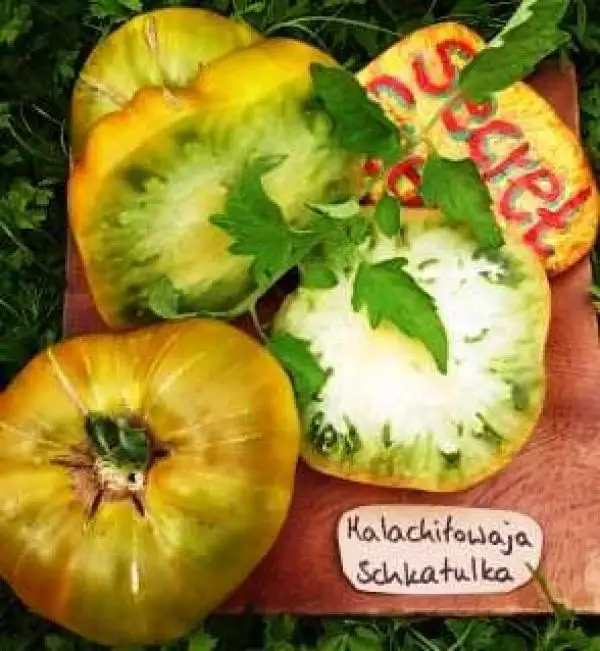 Tomaten: Malachitowaja Schkatulka