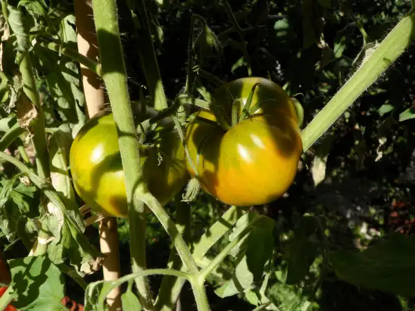 Tomaten: Malachitowaja Schkatulka ( Kat# 2415 )