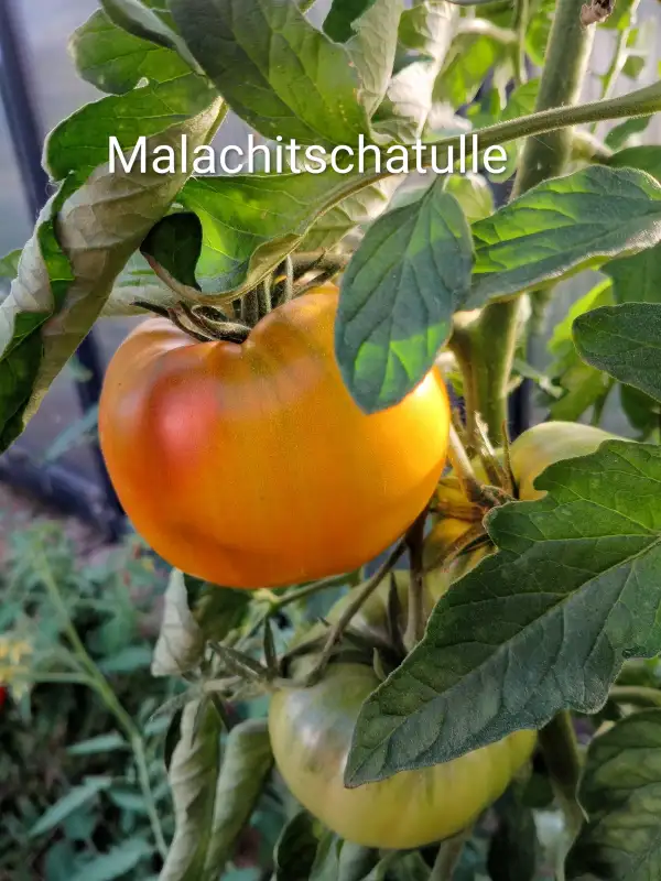 Tomaten: Malachitschatulle