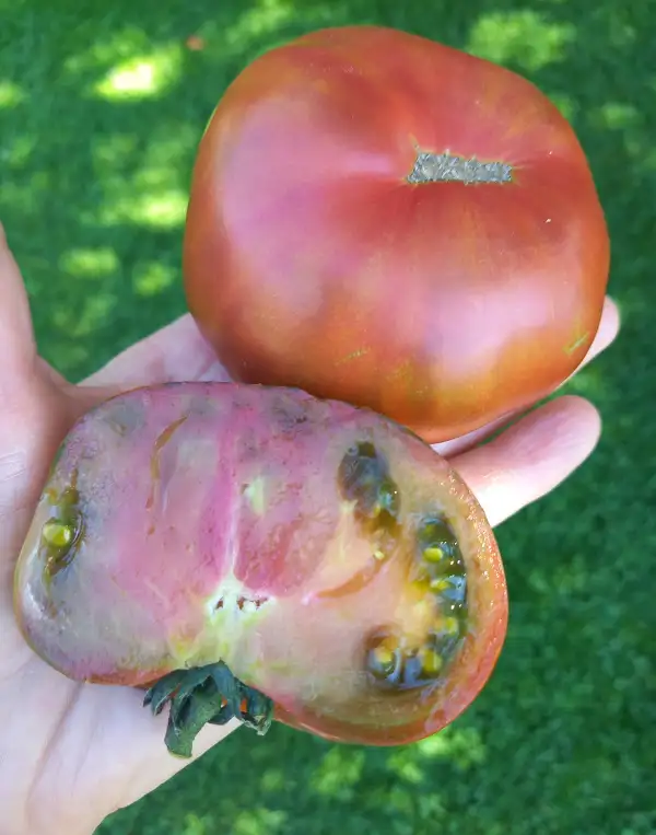 Tomaten: Malachitschatulle, Malachitovaja Schkatulka