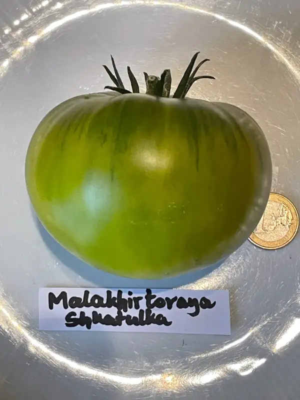 Tomaten: Malakhirtoraya Shkatulka