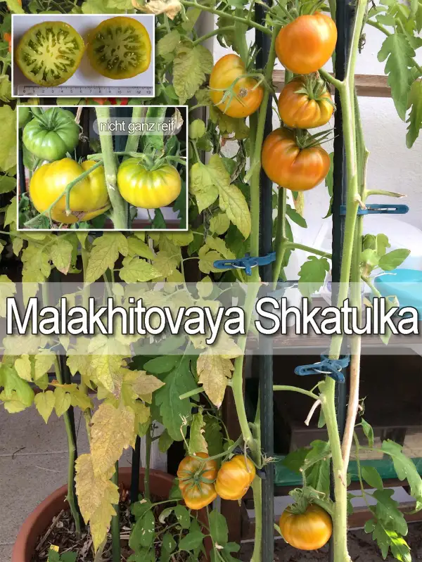 Tomaten: Malakhitovaja Shkatulka