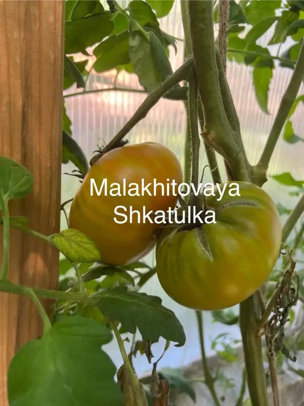 Tomaten: Malakhitovaya Shkatulka