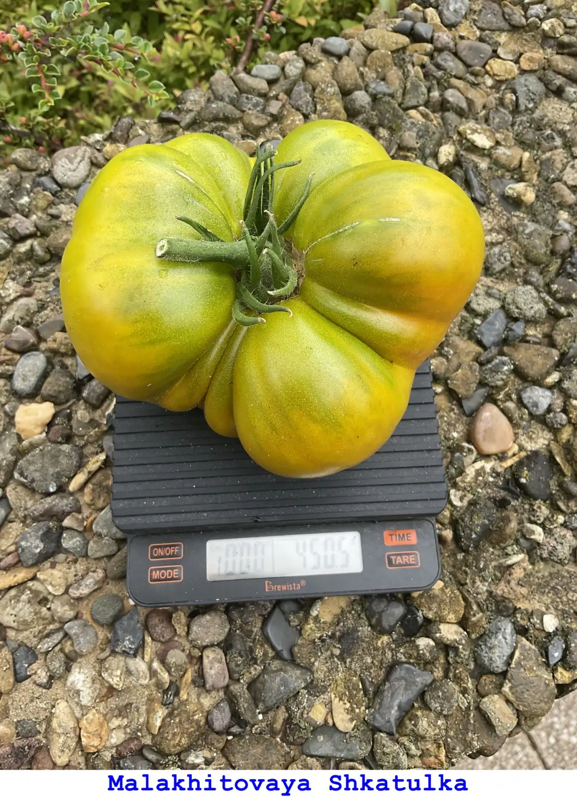 Tomaten: Malakhitovaya Shkatulka