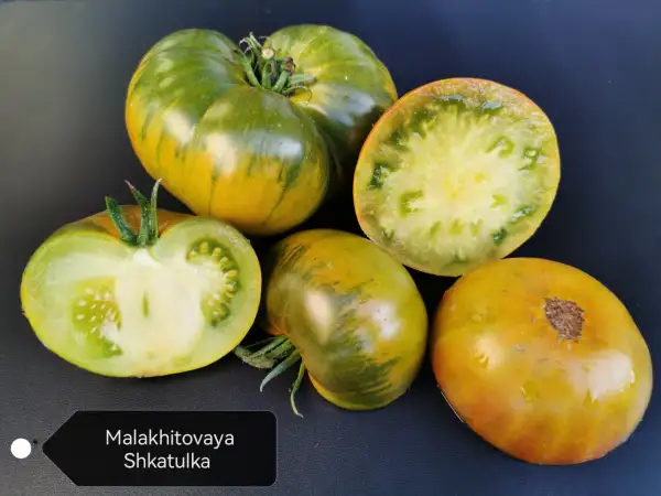Tomaten: Malakhitovaya Shkatulka