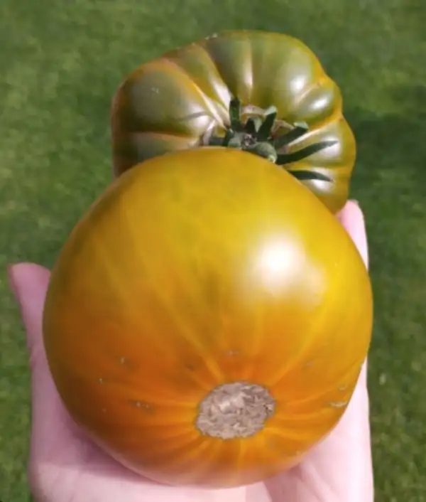 Tomaten: Malakhitovaya Shkatulka
