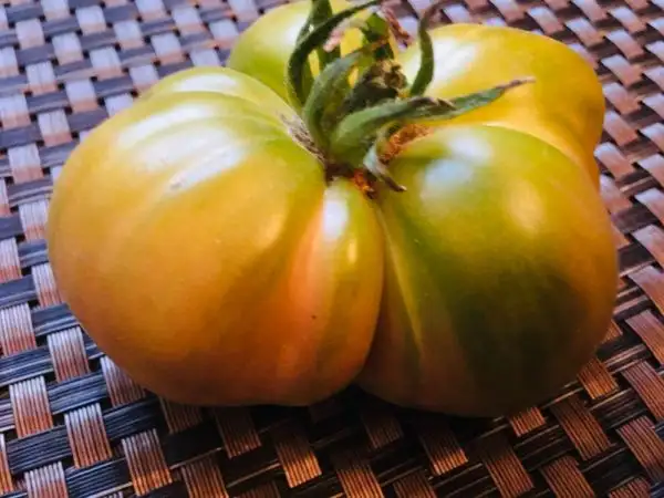 Tomaten: Malakhitovaya Shkatulka