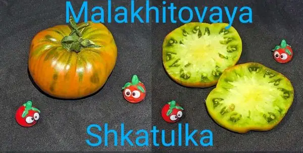 Tomaten: Malakhitovaya Shkatulka