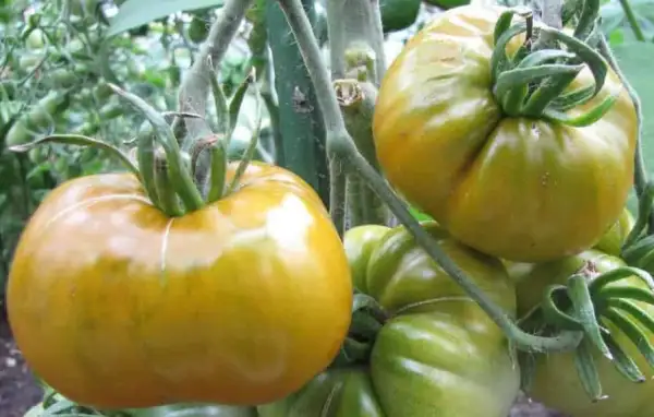 Tomaten: Malakhitovaya Shkatulka ( Malachit Schatulle )