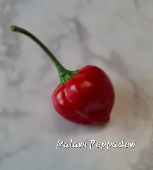 Chili / Paprika: Malawi Peppadew