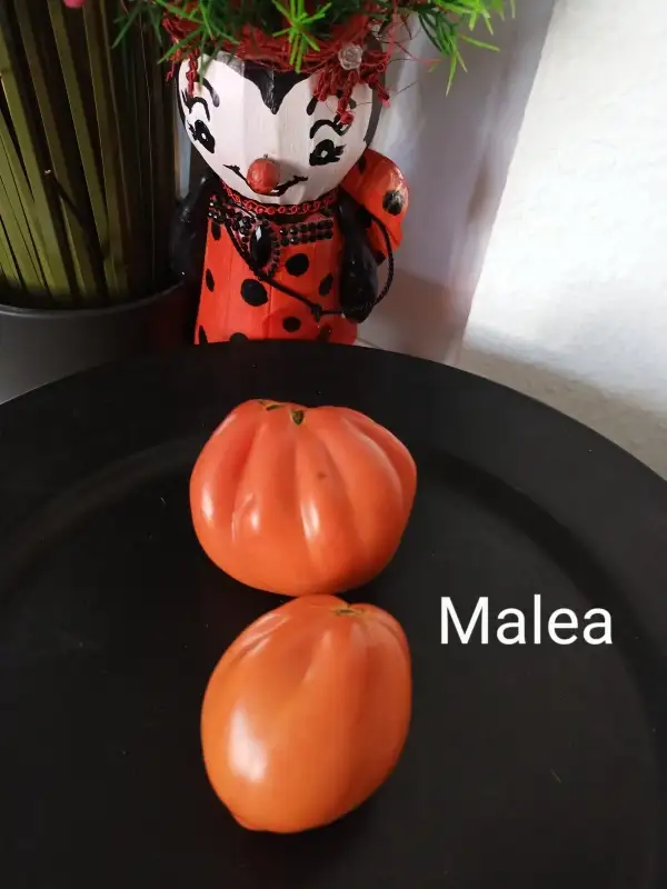 Tomaten: Malea,